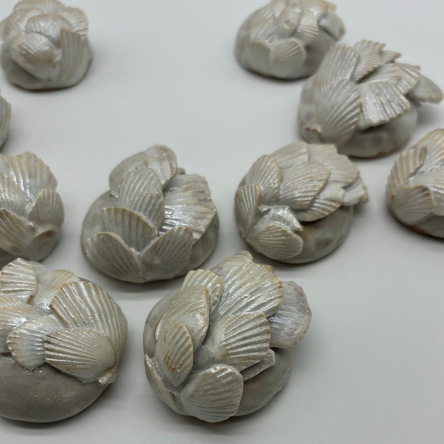 Seashell Study