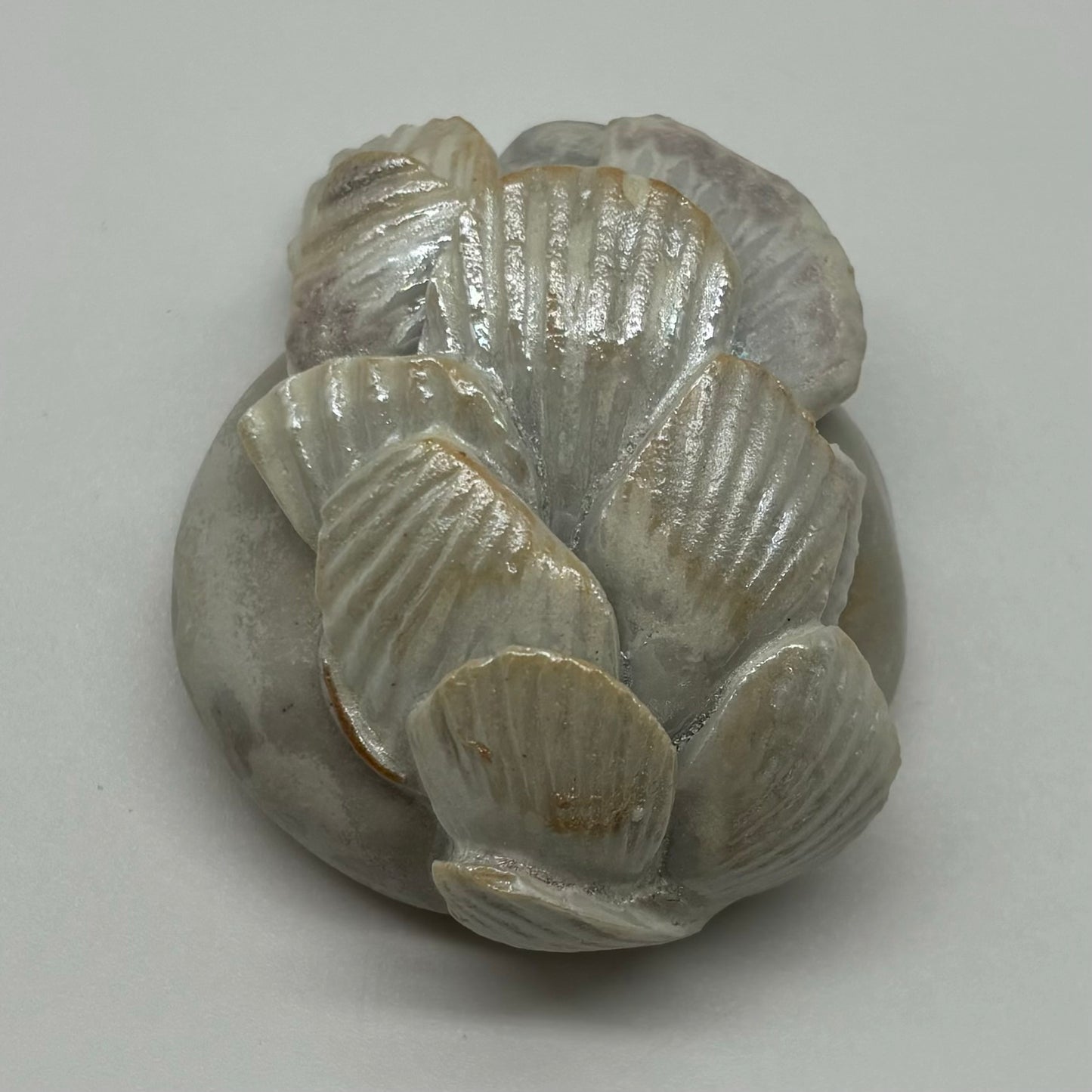 Seashell Study